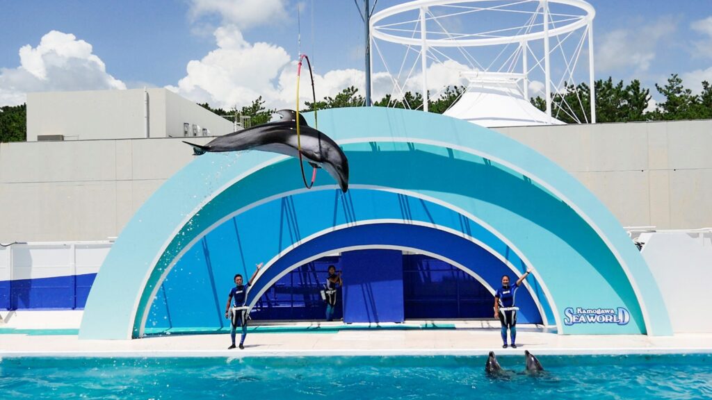 イルカショーも素晴らしい！