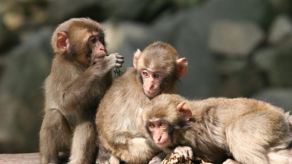 野生の猿が餌付けされている高崎自然動物園