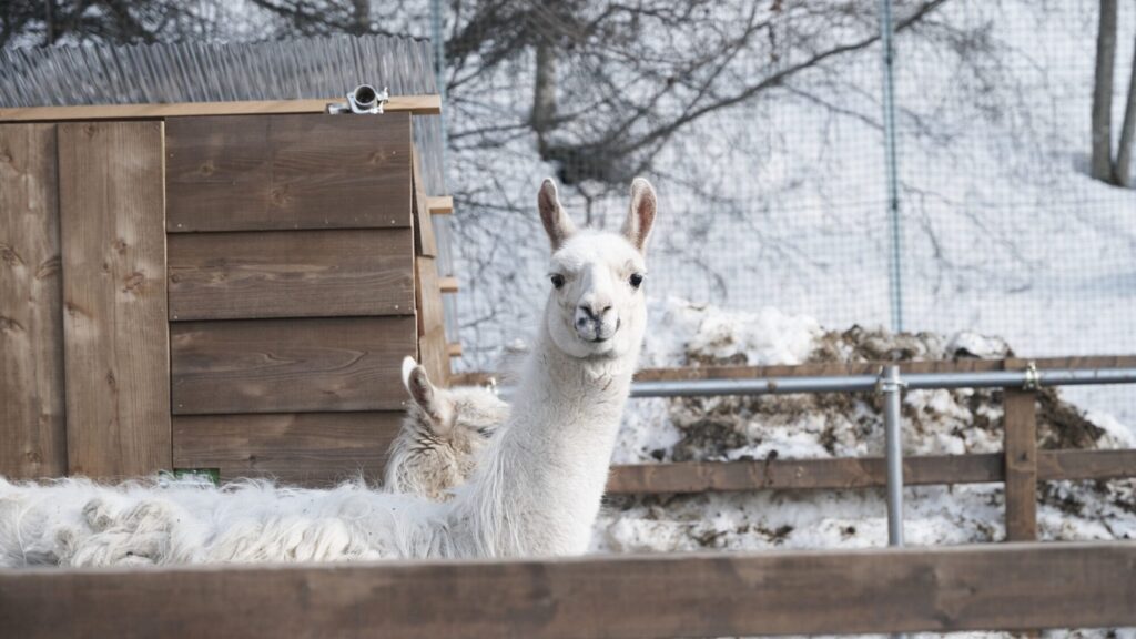 スノーパークでは動物と触れ合える！