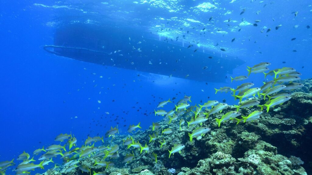 インターコンチネンタル万座のサブマリンとサンゴ礁